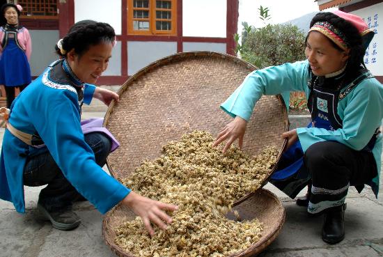 一款植物饮料“益肝草”的由来